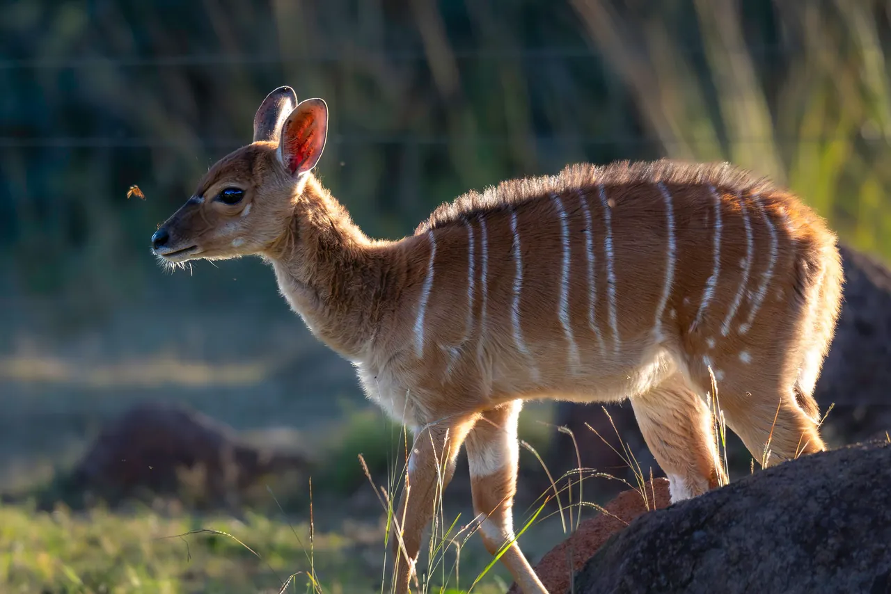 Young nyala with white stripes standing in warm evening light