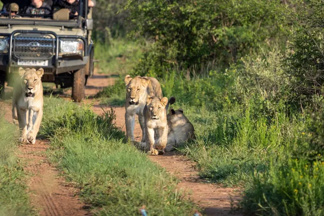 Three lionesses walking down a dirt track ahead of a safari vehicle